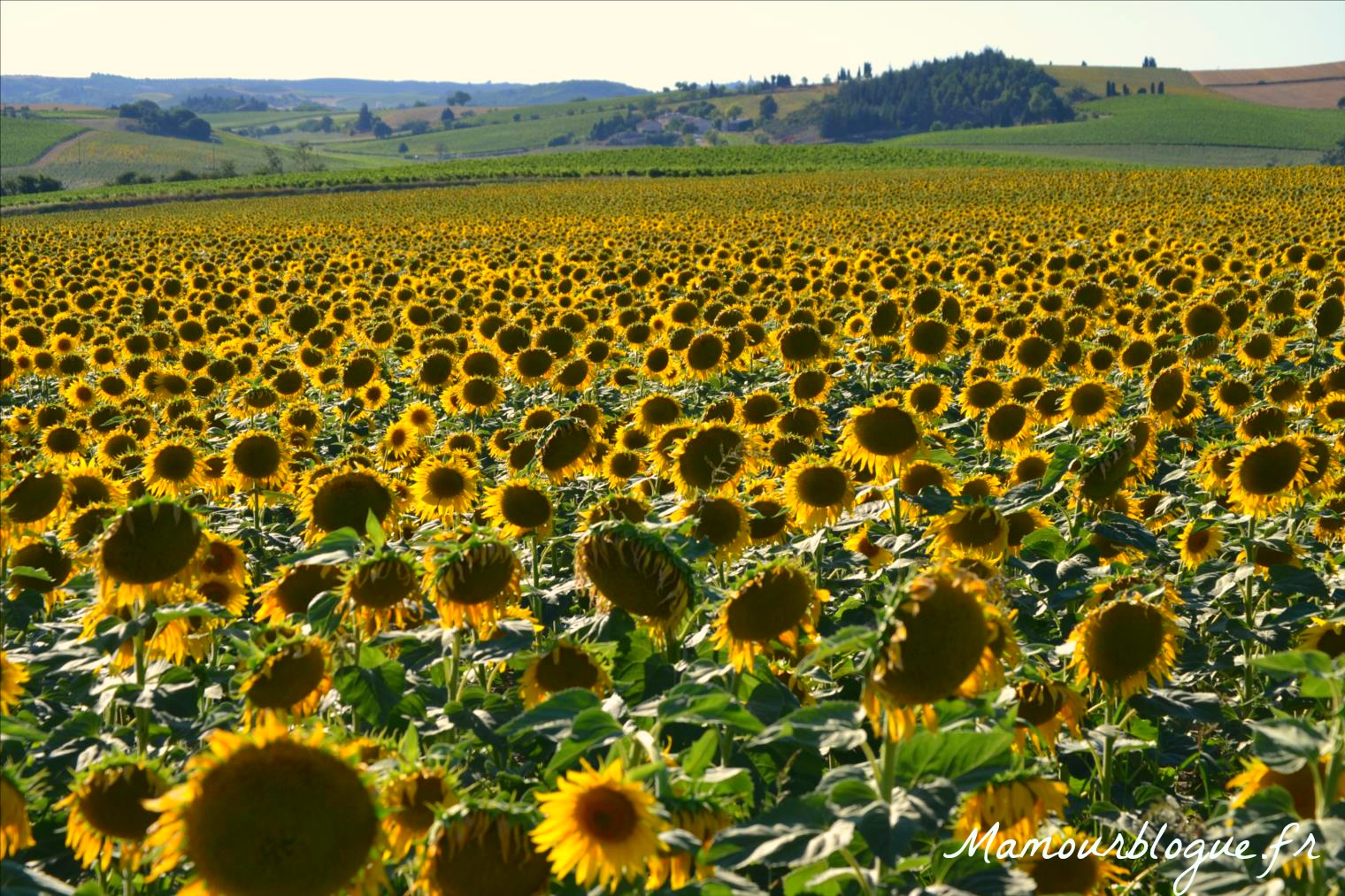 Les Tournesols Marly Les tournesols - Mamour blogue