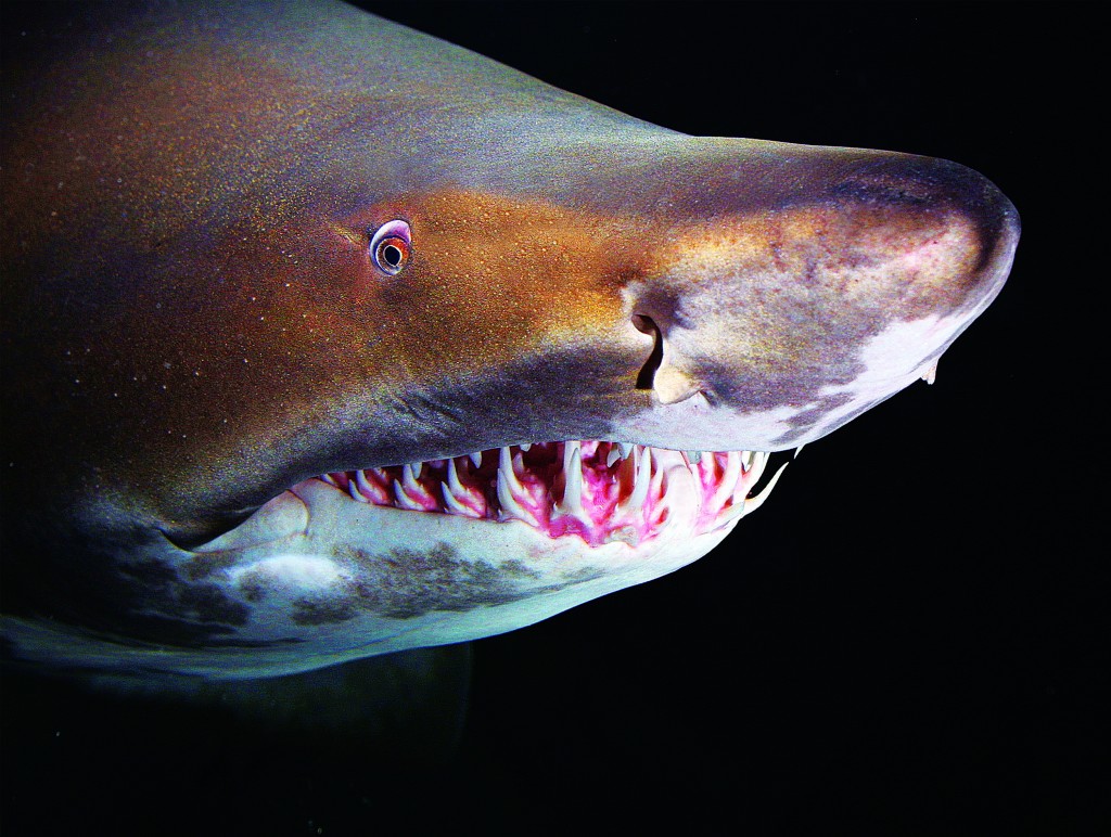 requin taureau (c) aquarium la rochelle SAS