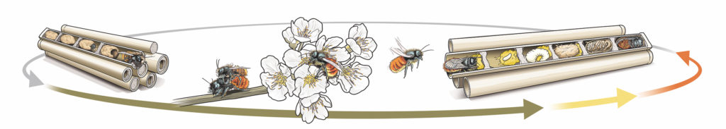 Cycle de vie abeille maçonne